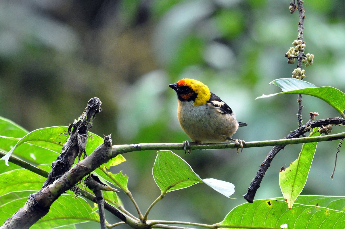 Flame-faced Tanager (Flame-faced) - ML568300571