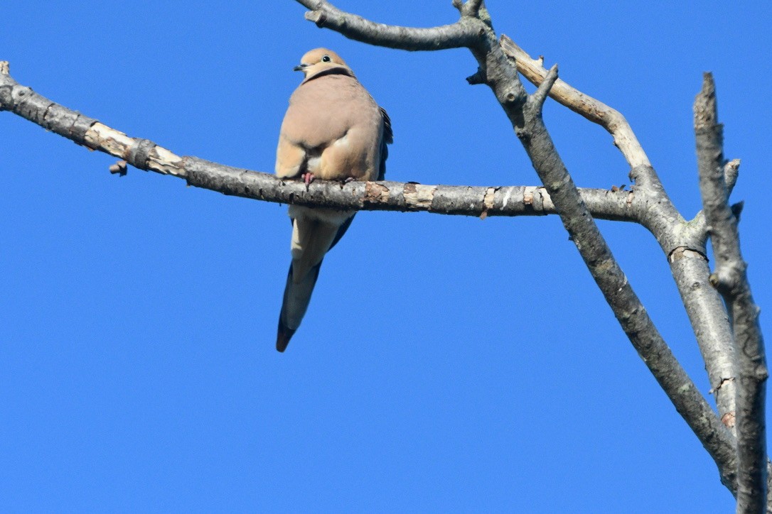 ebird-checklist-6-may-2023-jones-beach-sp-median-strip-13-species