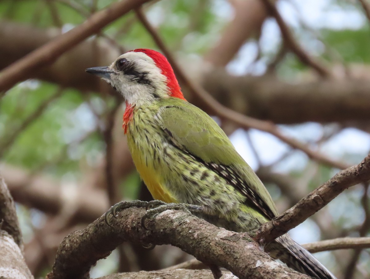 Cuban Green Woodpecker - ML568306861