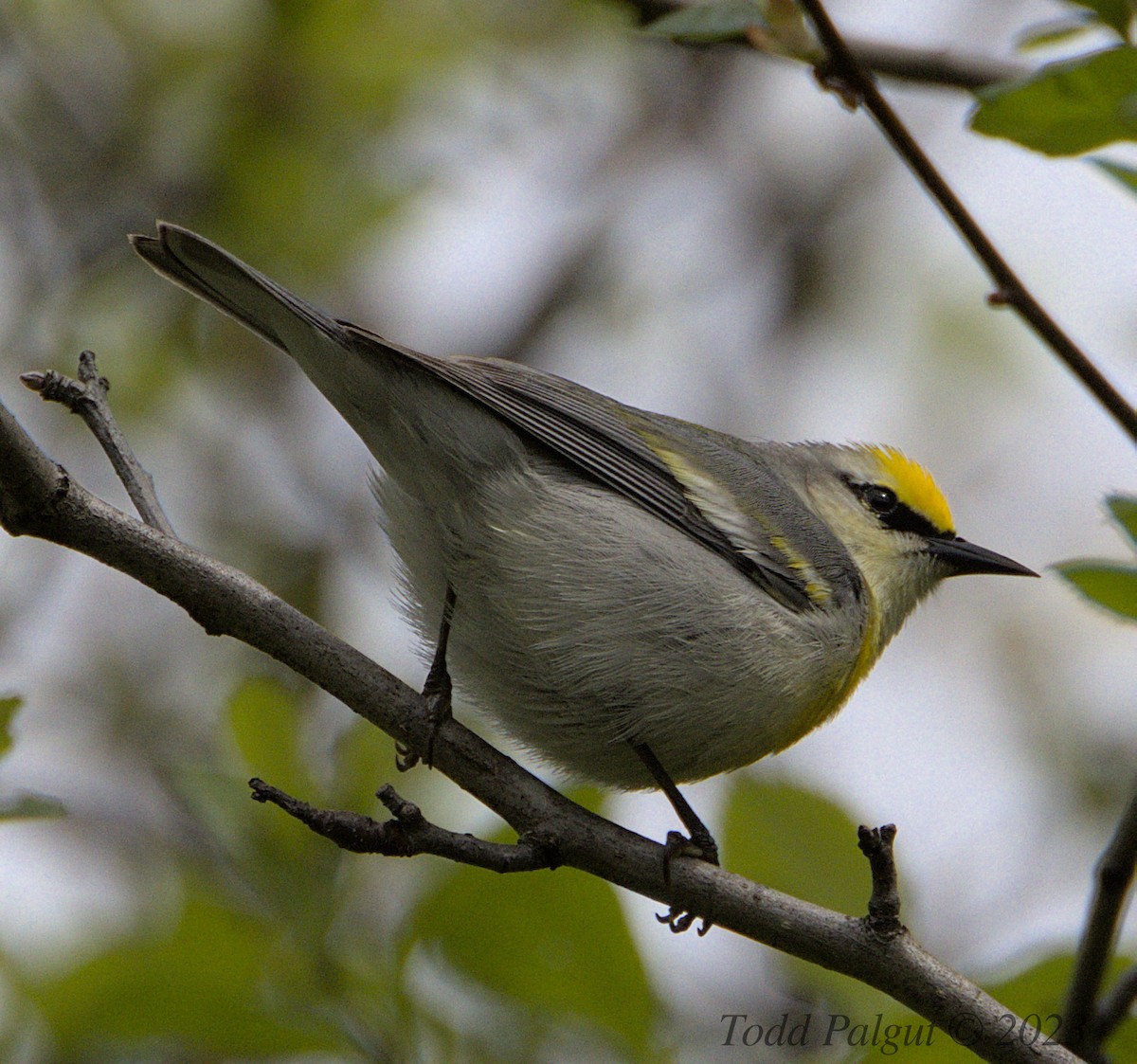 Ebird Checklist May Red Oaks Nature Center Friendship Woods Species Other