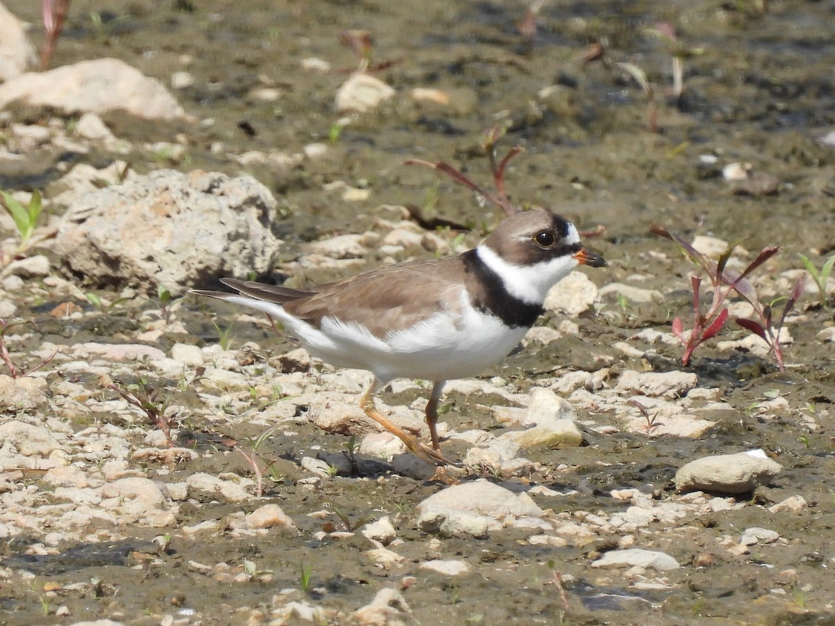 Semipalmated Plover - ML568308981