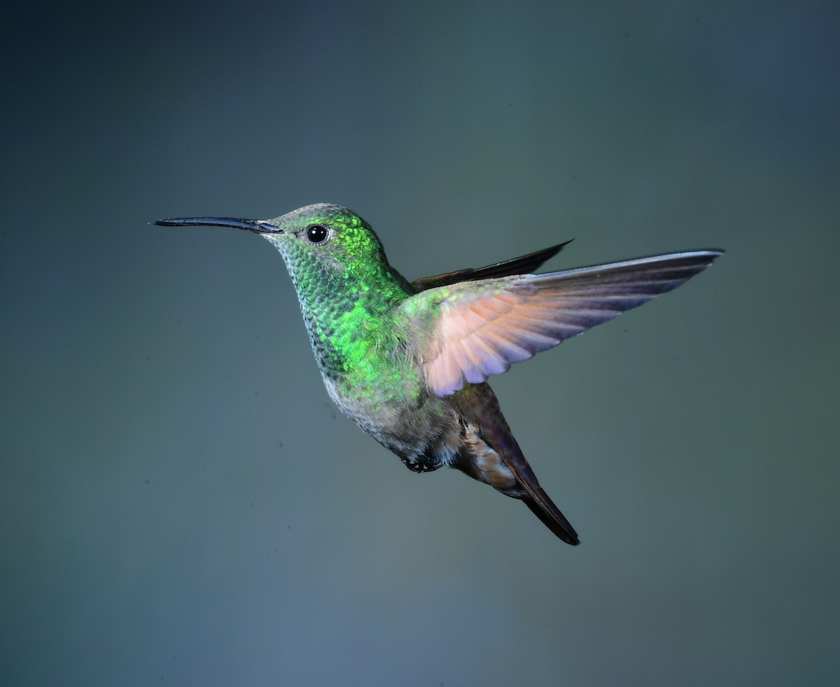 kolibřík mexický - ML568313051