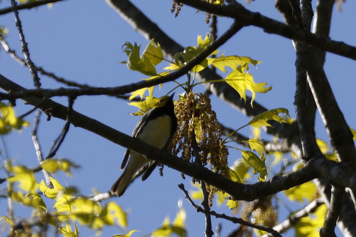 Black-throated Green Warbler - ML568315121