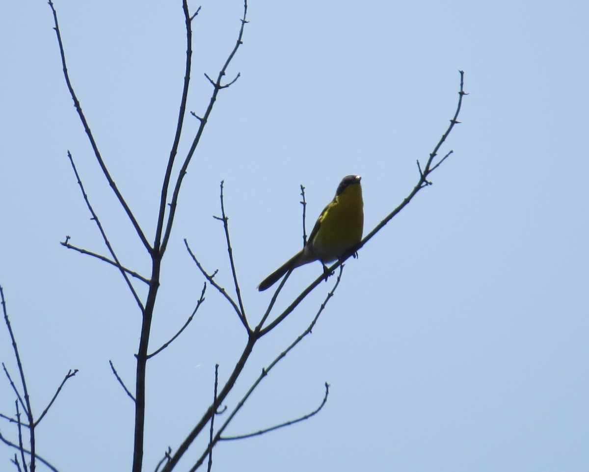 Yellow-breasted Chat - ML568315471