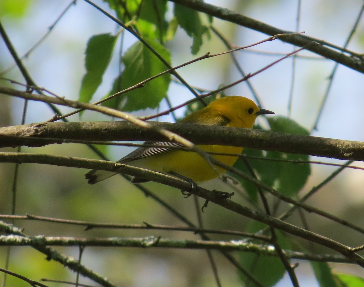 Prothonotary Warbler - ML568315721