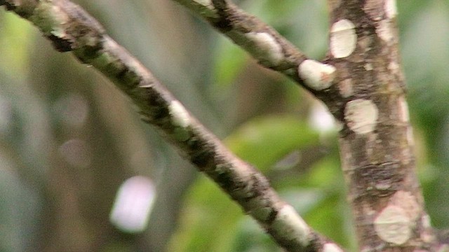 Бурая мягкохвостка (obidensis) - ML568316391