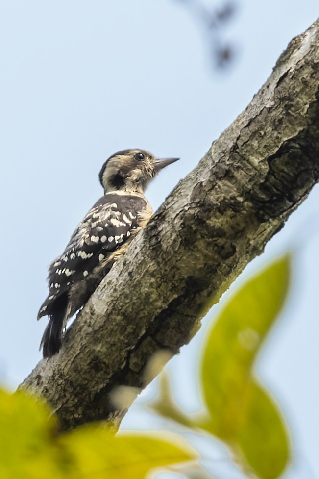 Gray-capped Pygmy Woodpecker - ML568316901