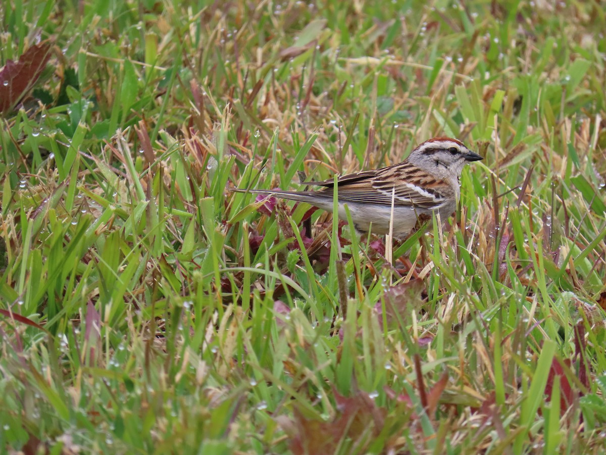 Chipping Sparrow - ML568317751