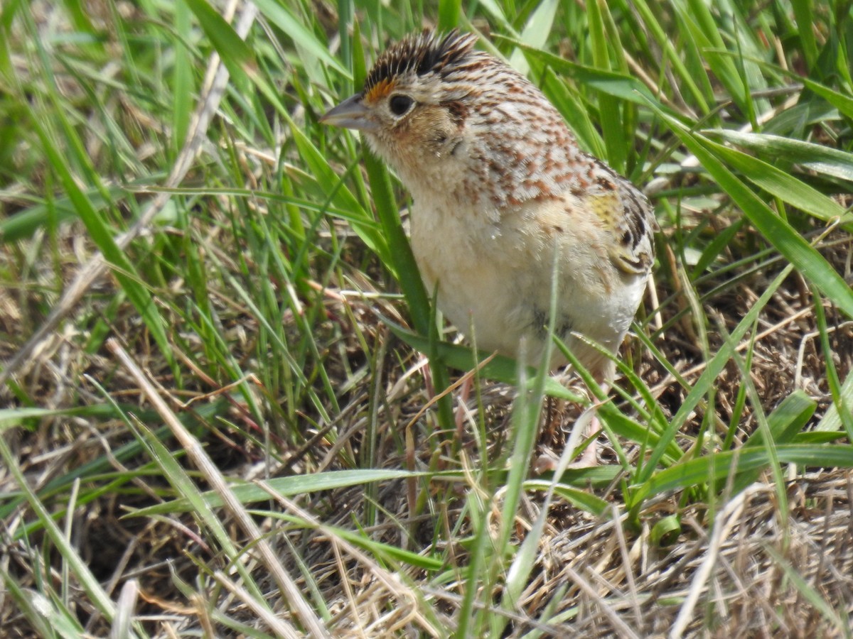 Grasshopper Sparrow - ML568334681