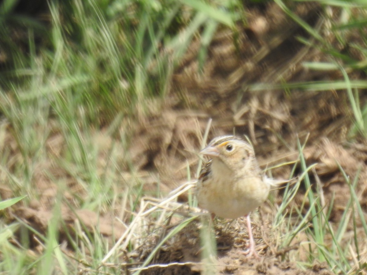 Grasshopper Sparrow - ML568334691