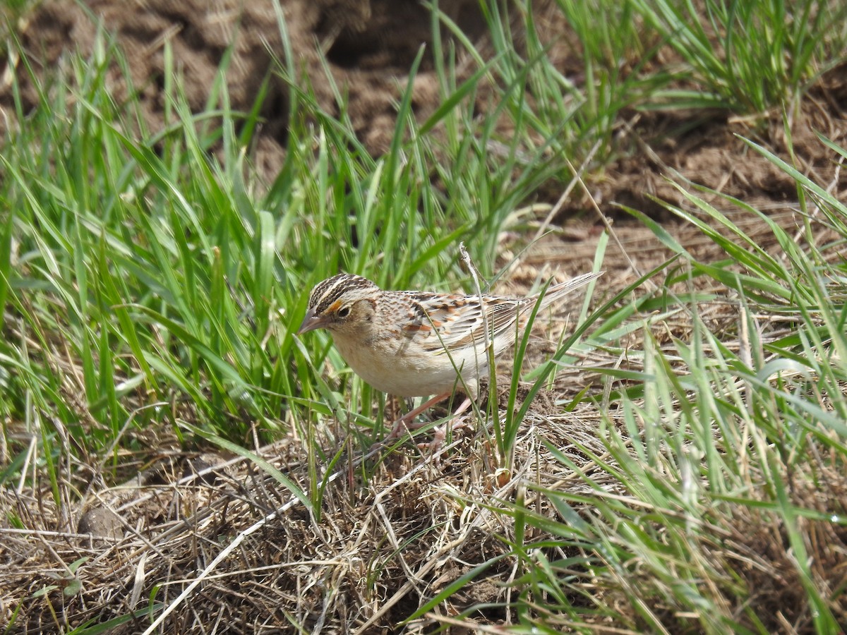 Grasshopper Sparrow - ML568334711