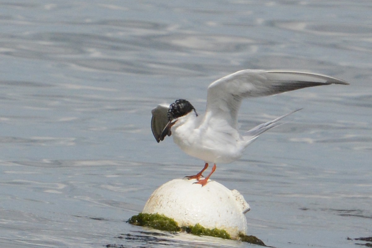 Forster's Tern - Marie O'Neill