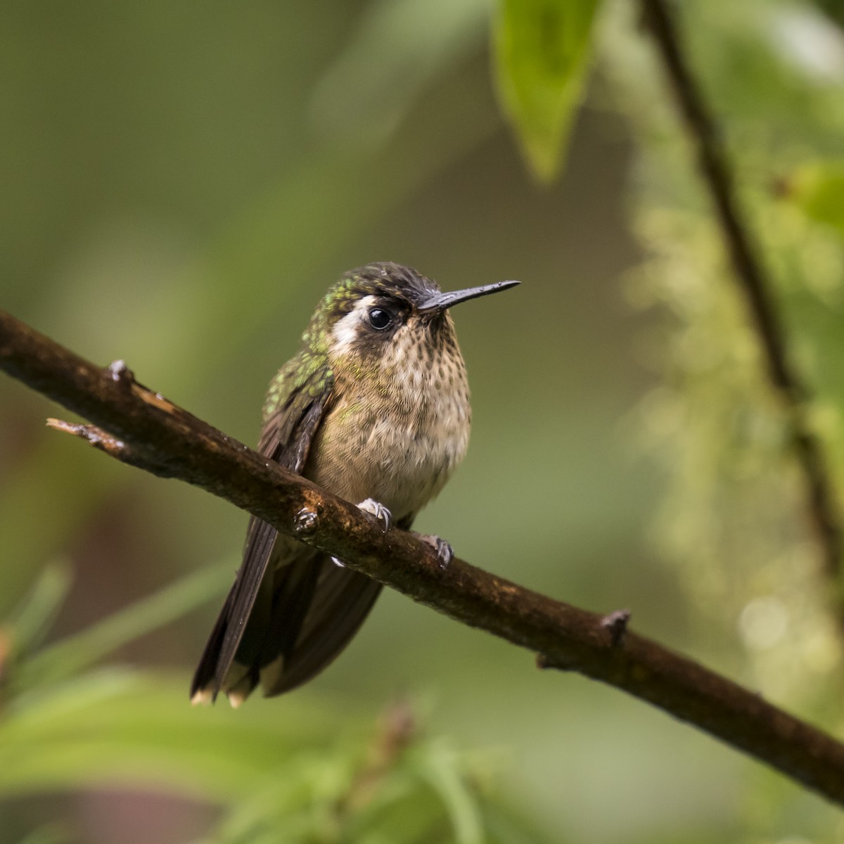 Speckled Hummingbird - Peter Hawrylyshyn
