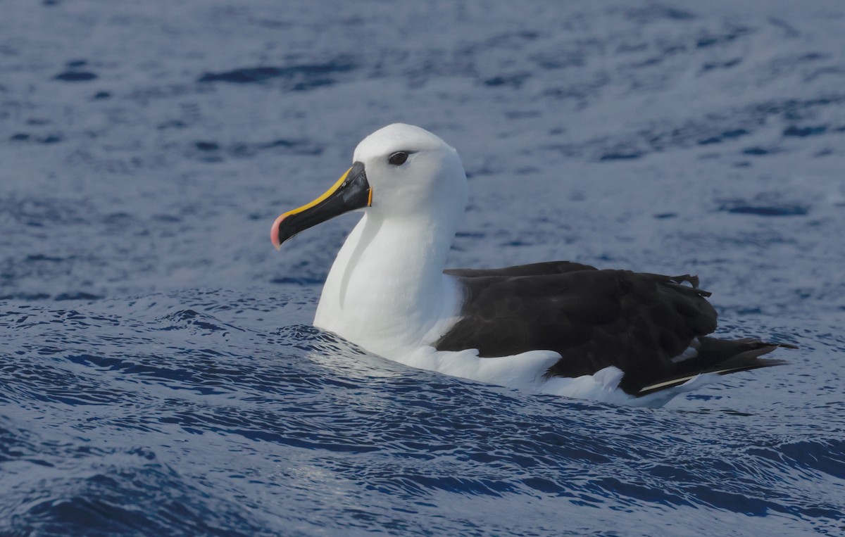 Atlantic/Indian Yellow-nosed Albatross - ML568341251