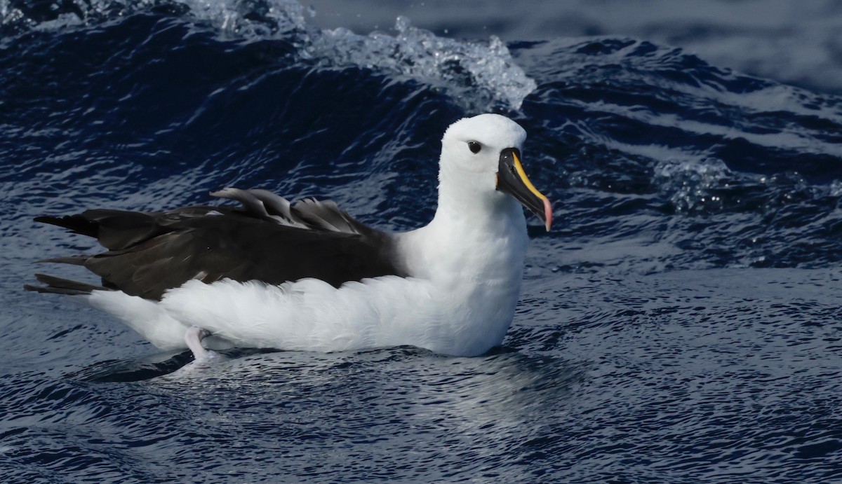 Atlantic/Indian Yellow-nosed Albatross - ML568341261