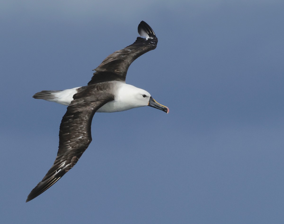 Atlantic/Indian Yellow-nosed Albatross - Garret Skead