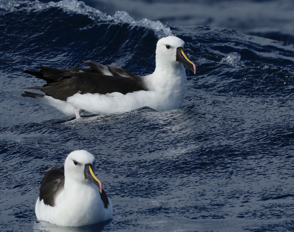 Atlantic/Indian Yellow-nosed Albatross - ML568341281