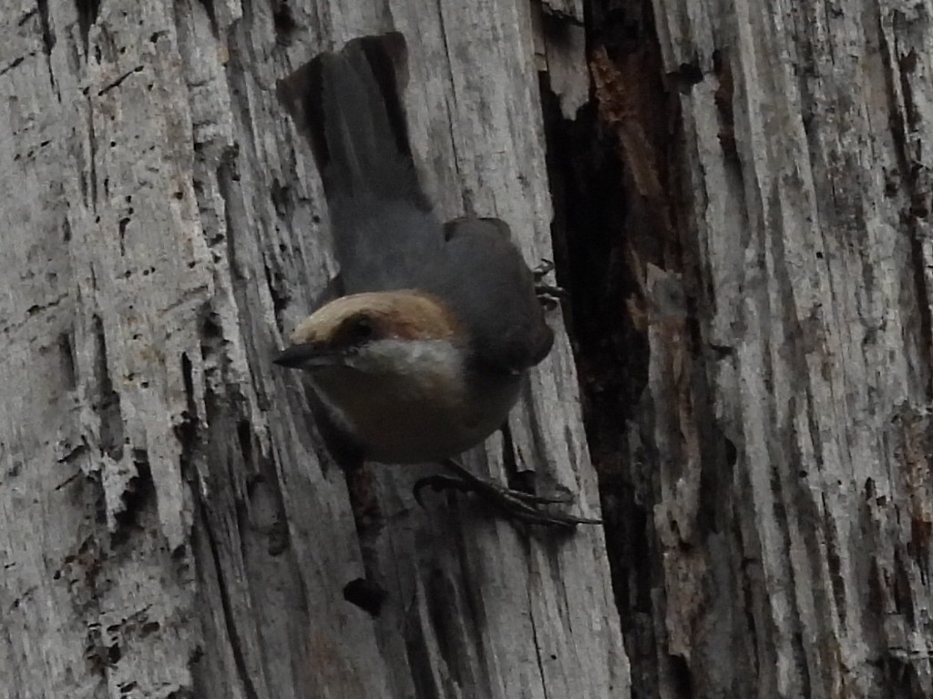 Brown-headed Nuthatch - Dean Angiola