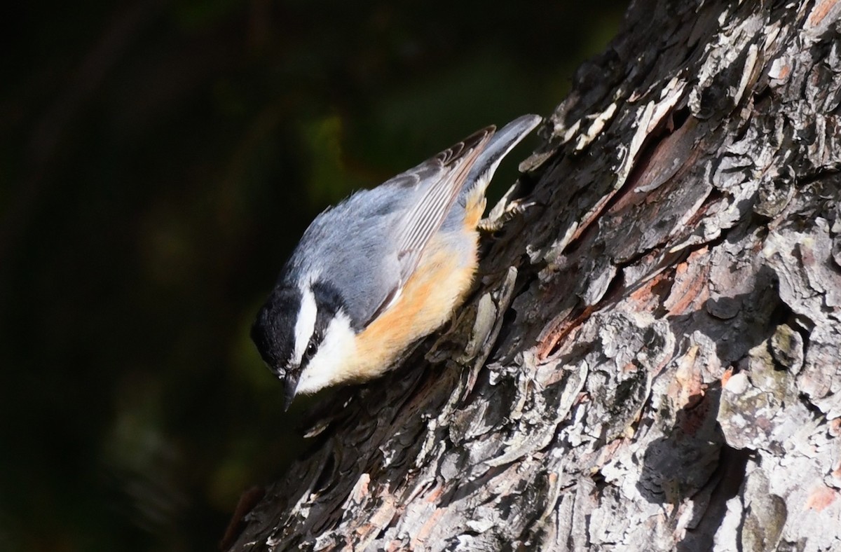 Red-breasted Nuthatch - ML568343741