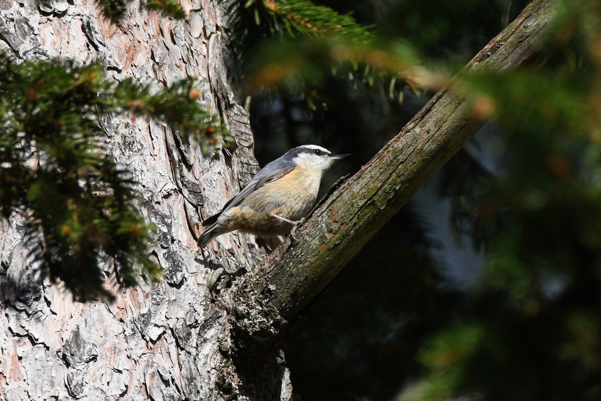 Red-breasted Nuthatch - ML568343751