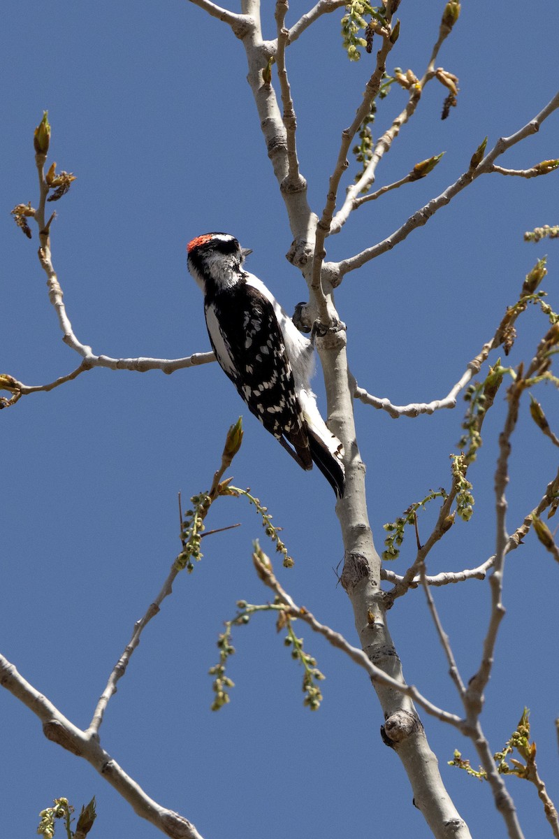 Downy Woodpecker - ML568350661