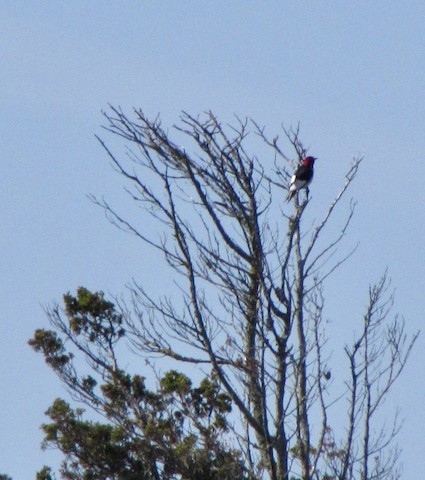 Red-headed Woodpecker - George Pagliaro