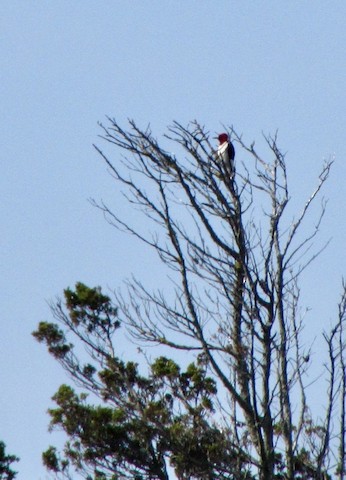 Red-headed Woodpecker - George Pagliaro