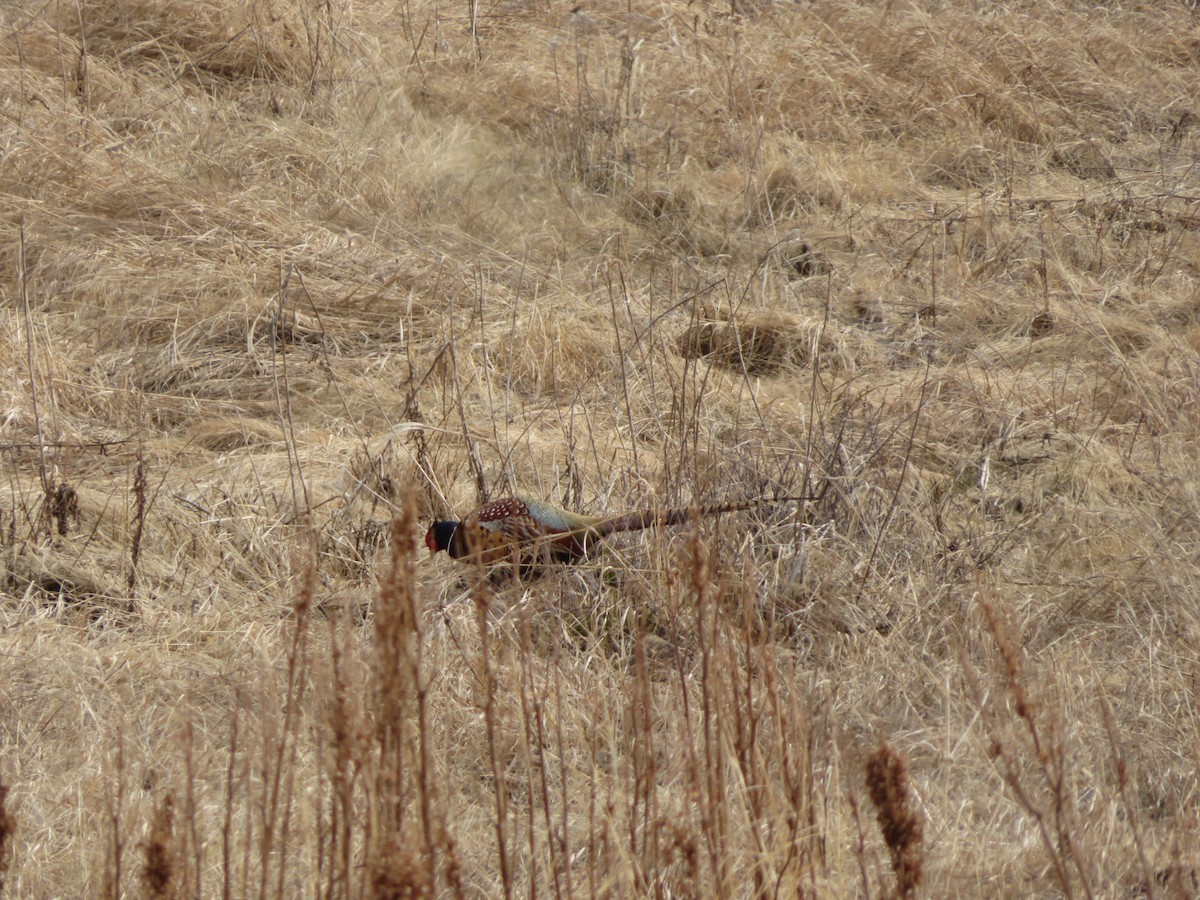 Ring-necked Pheasant - ML568357171
