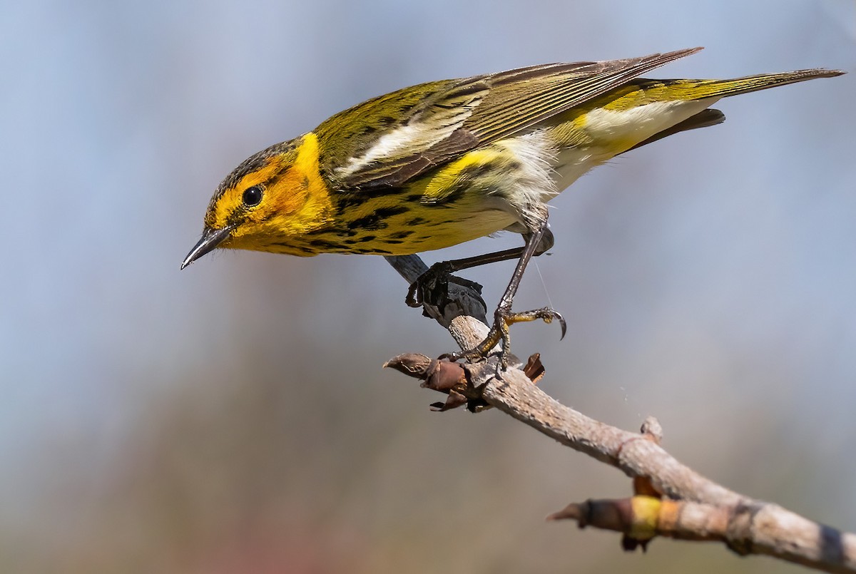 Cape May Warbler - ML568362081