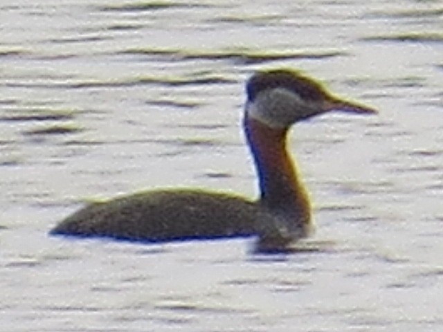 Red-necked Grebe - ML56836231