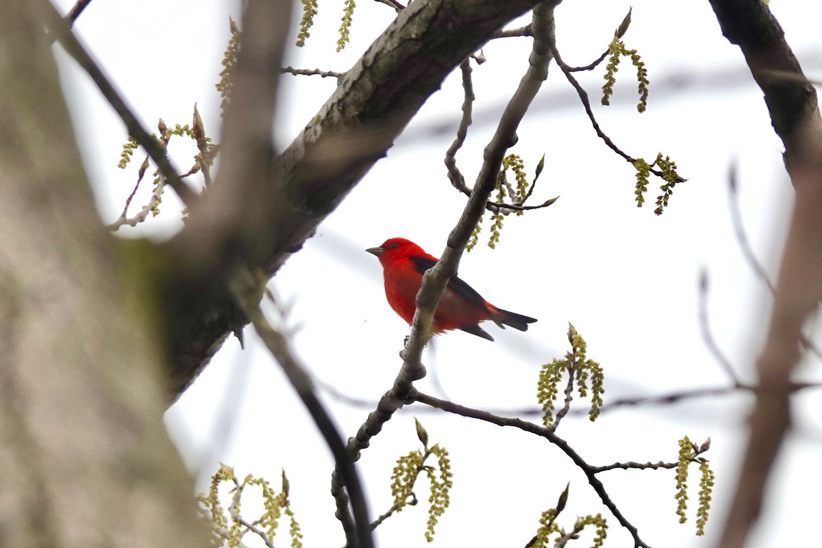 Scarlet Tanager - ML568362481