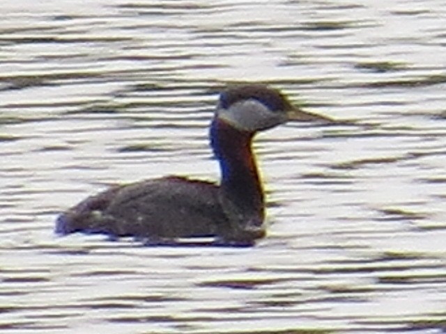 Red-necked Grebe - ML56836421