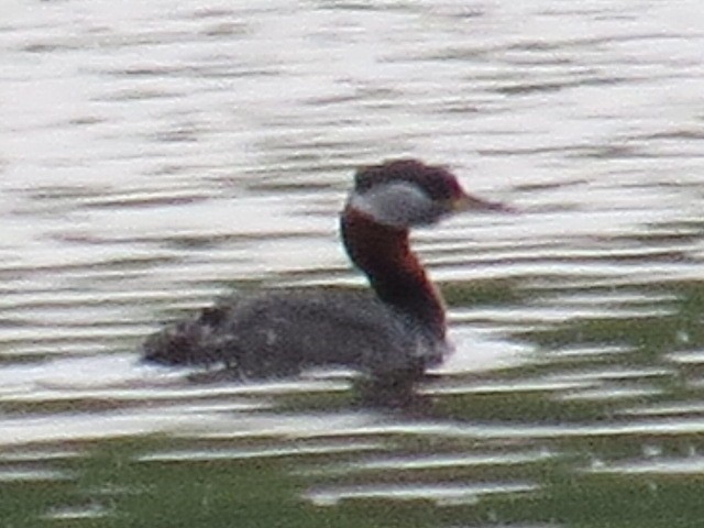 Red-necked Grebe - ML56836491