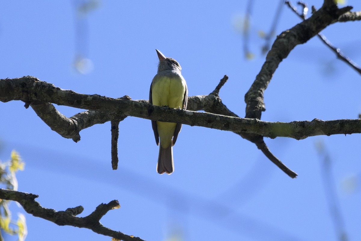 Great Crested Flycatcher - ML568367111