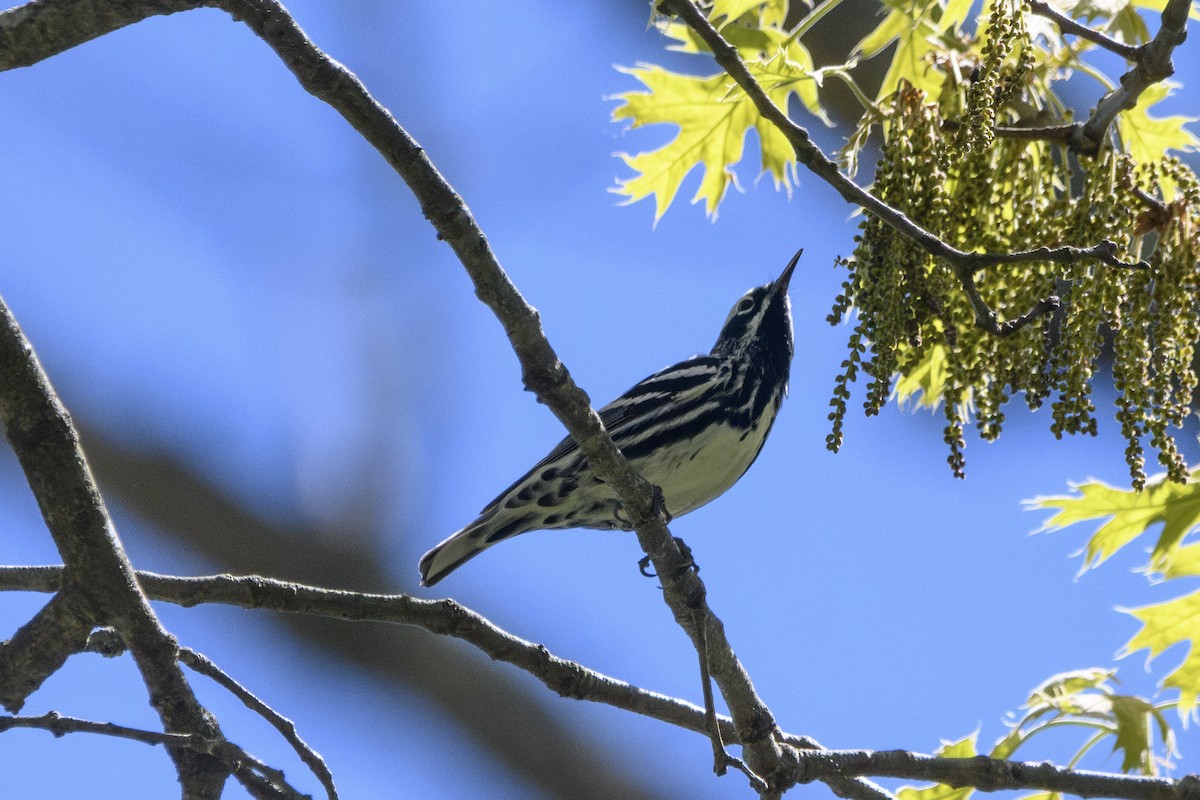 Black-and-white Warbler - ML568367851