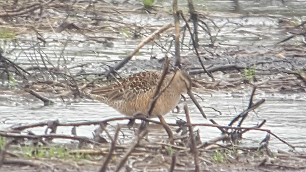 Long-billed Dowitcher - Don Henise