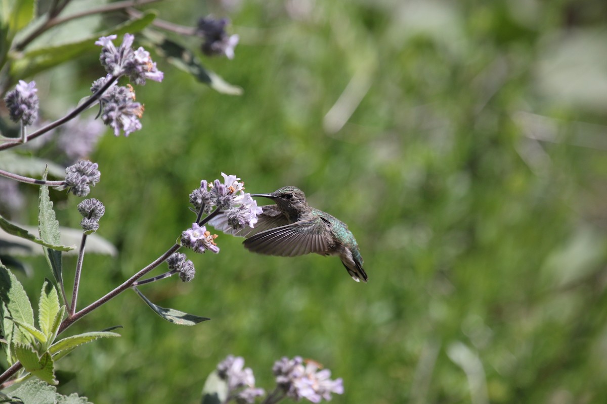 Costa's Hummingbird - ML568375551