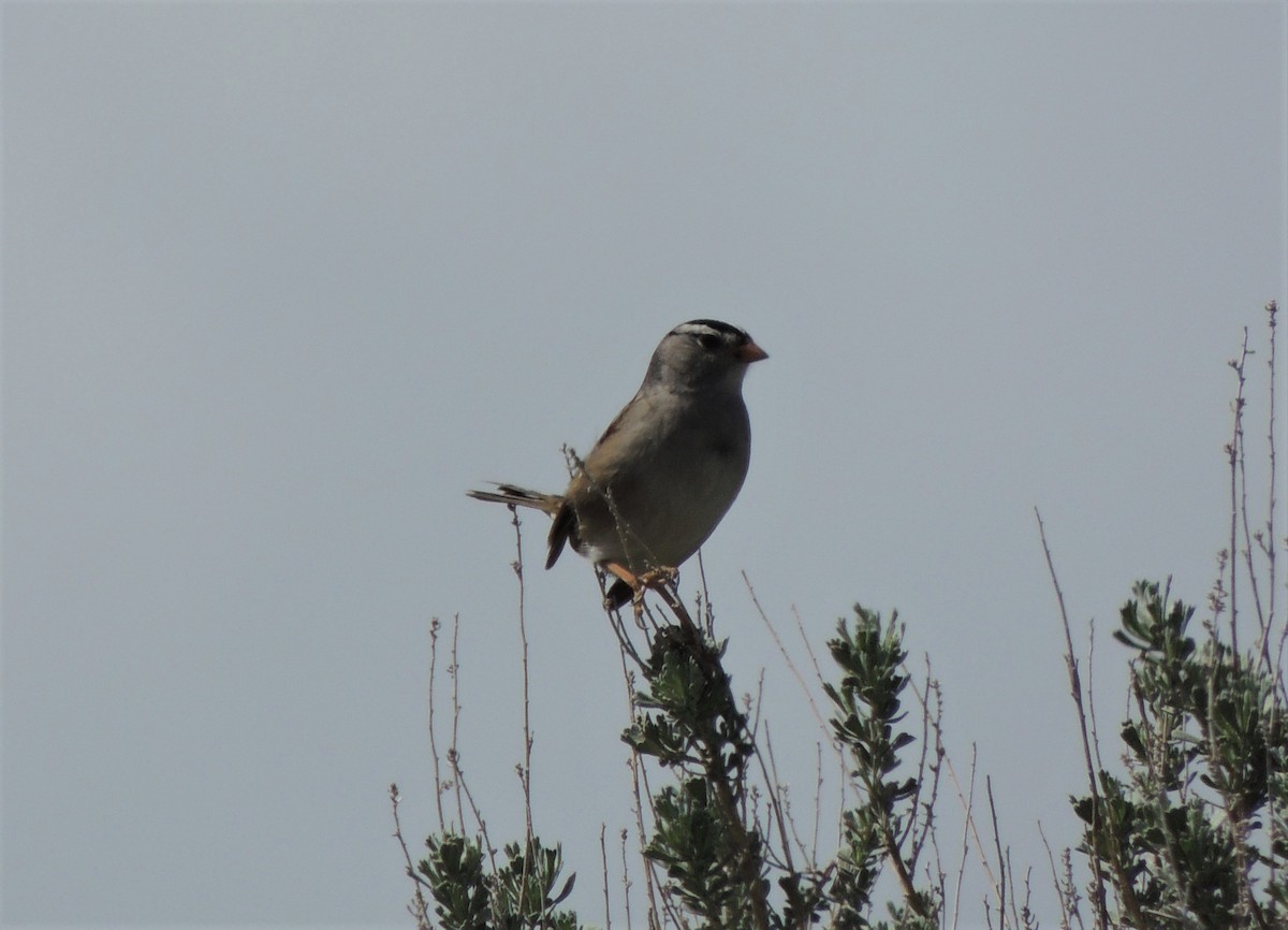 White-crowned Sparrow - ML568381021