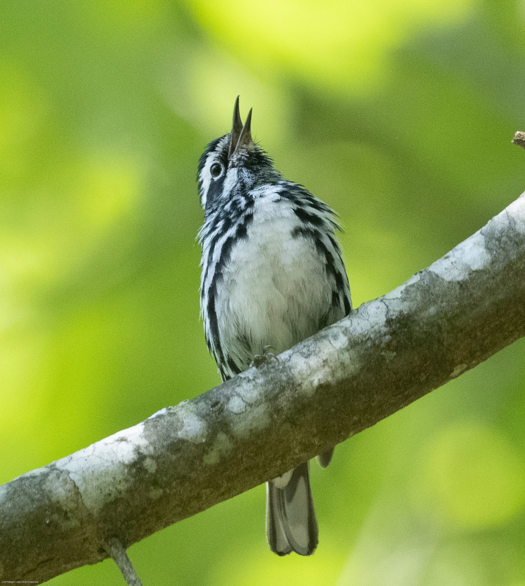 Black-and-white Warbler - ML568382711