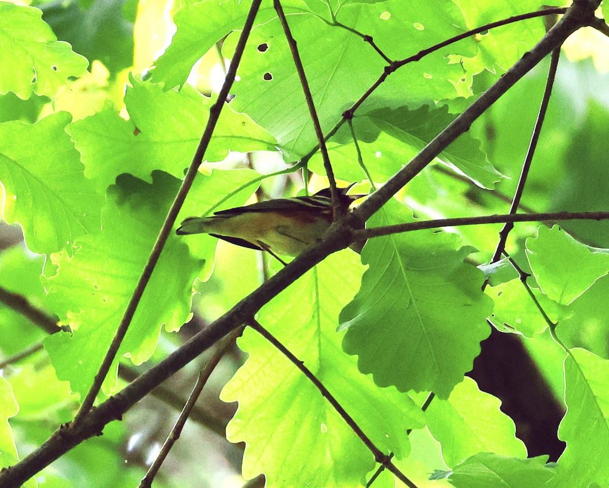 Bay-breasted Warbler - ML568384051