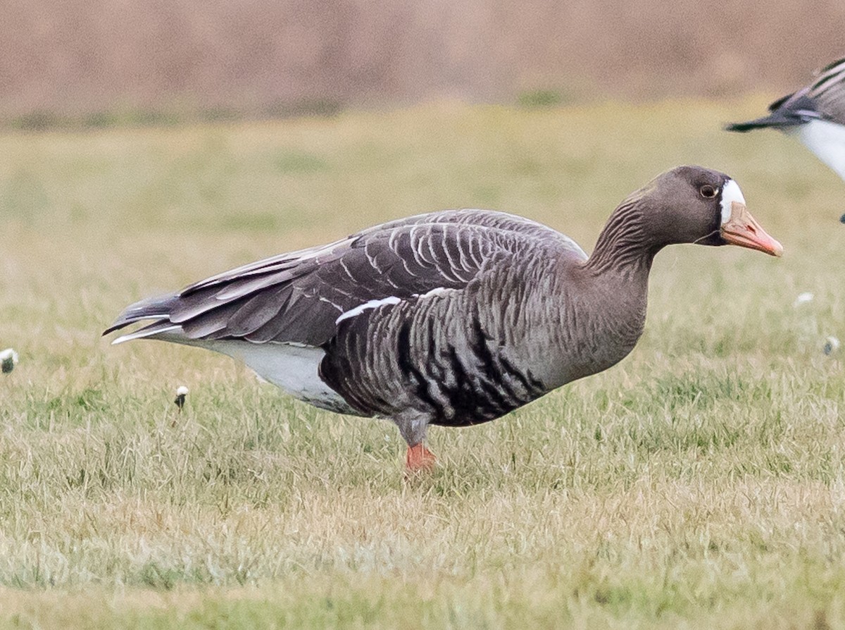 Greater White-fronted Goose - ML568397191