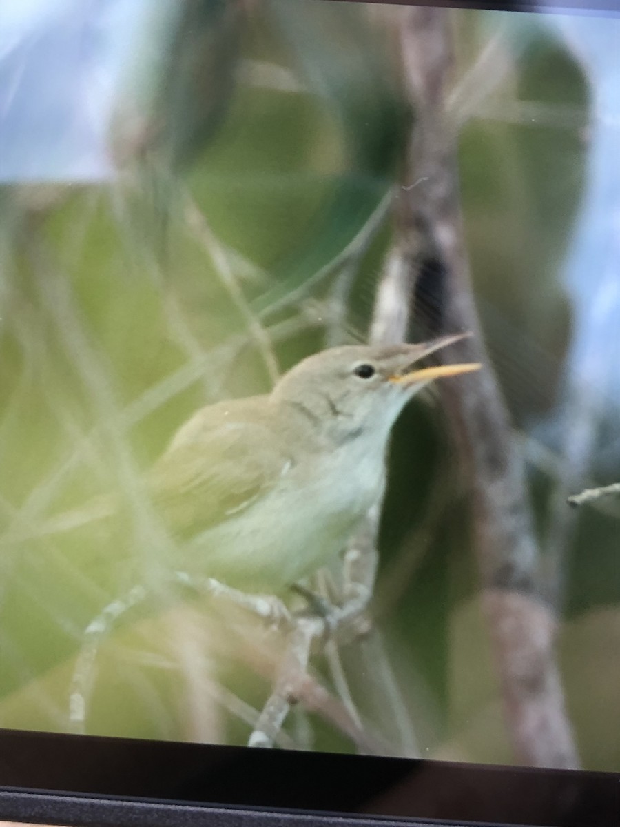 Western Olivaceous Warbler - Pedro Marques