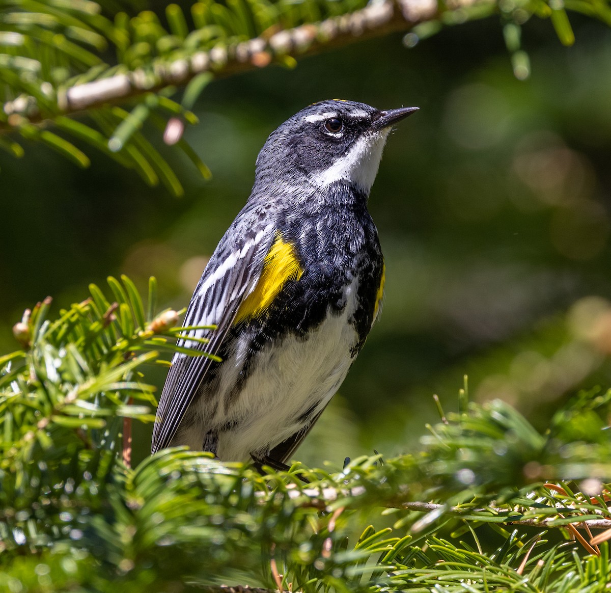 Yellow-rumped Warbler - Robin Ohrt