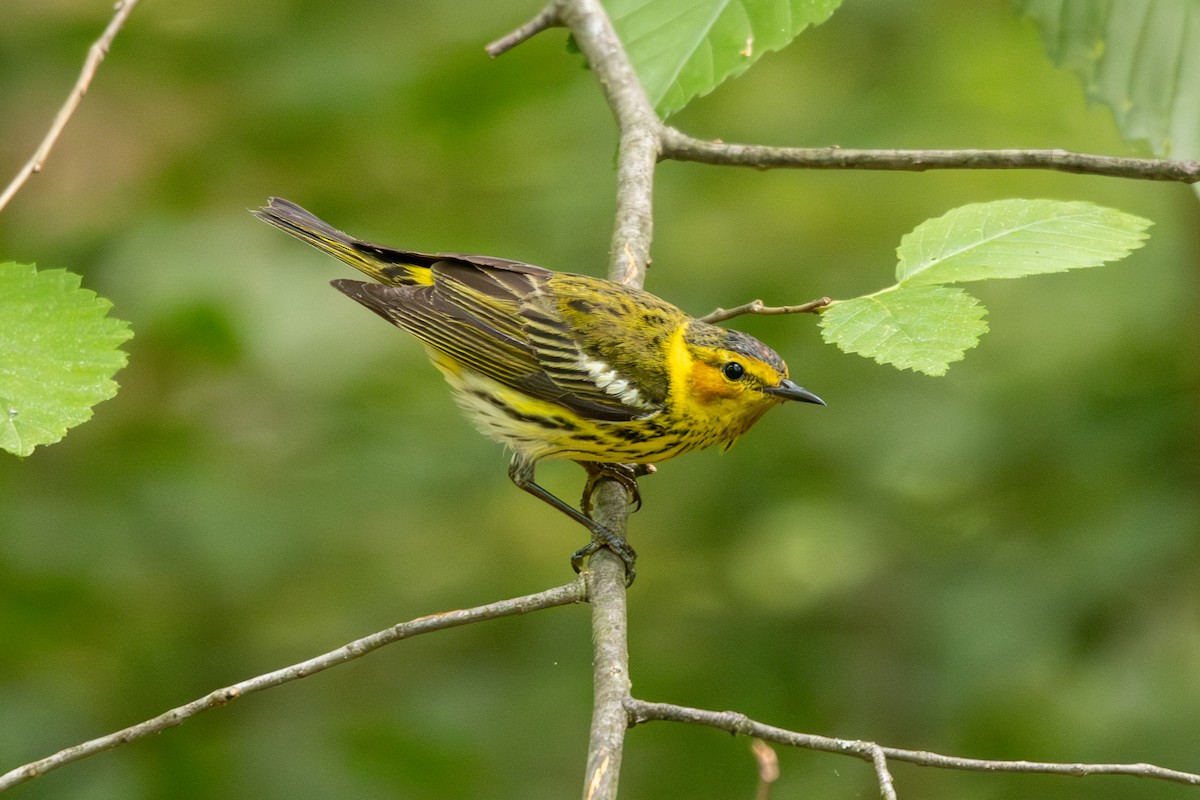 Cape May Warbler - Emily Smith