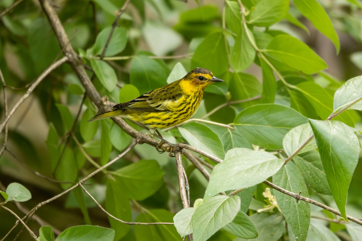 Cape May Warbler - Emily Smith