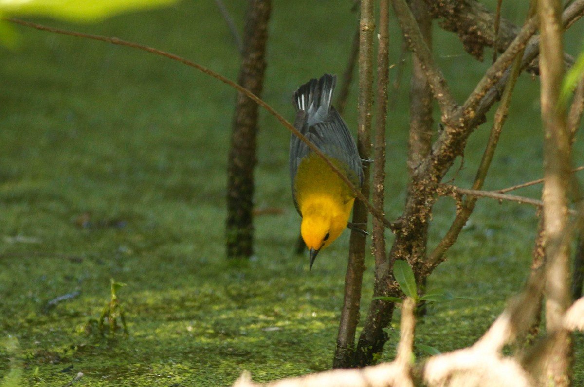 Prothonotary Warbler - Colette Micallef