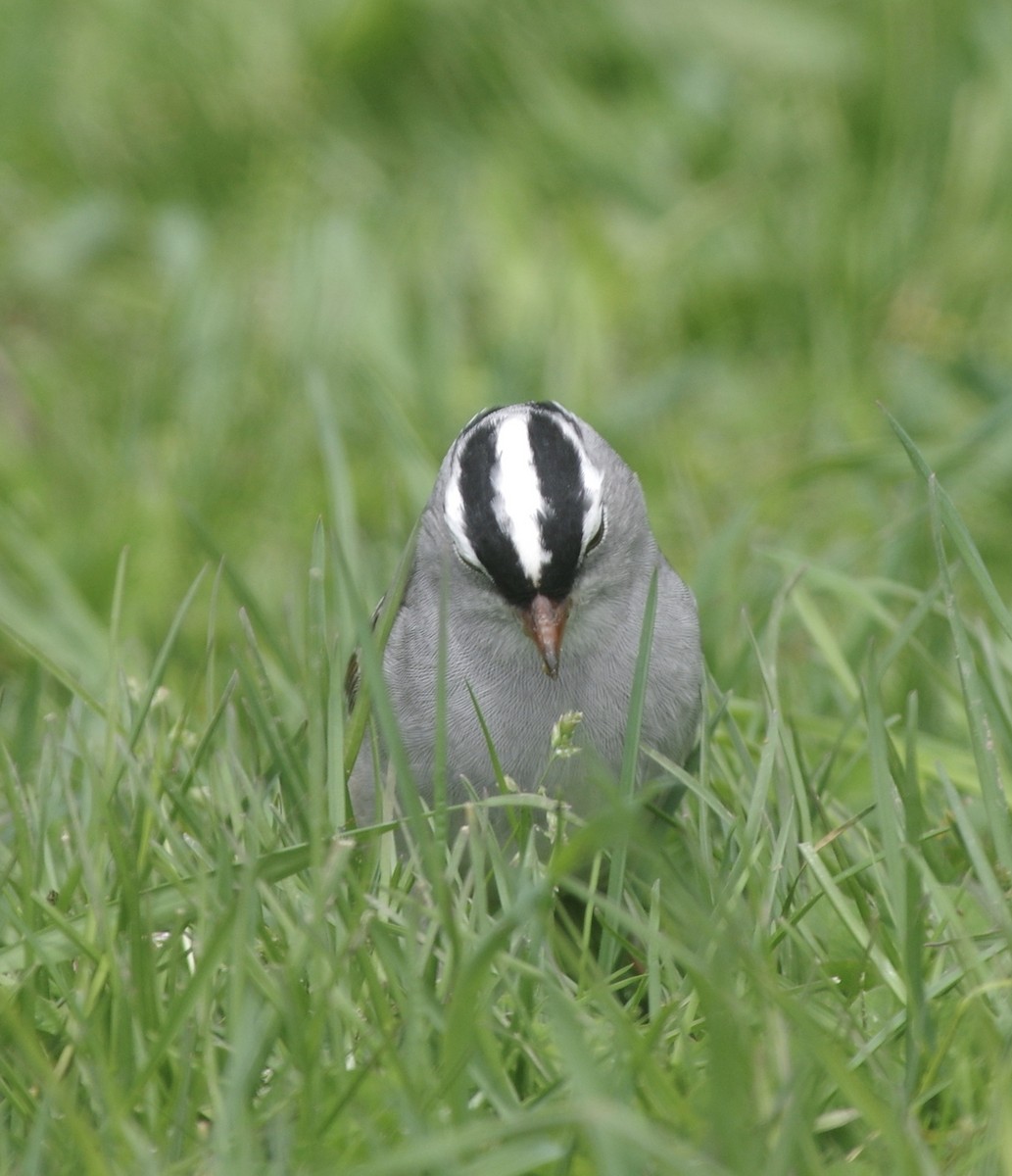 White-crowned Sparrow (leucophrys) - Bill Purcell