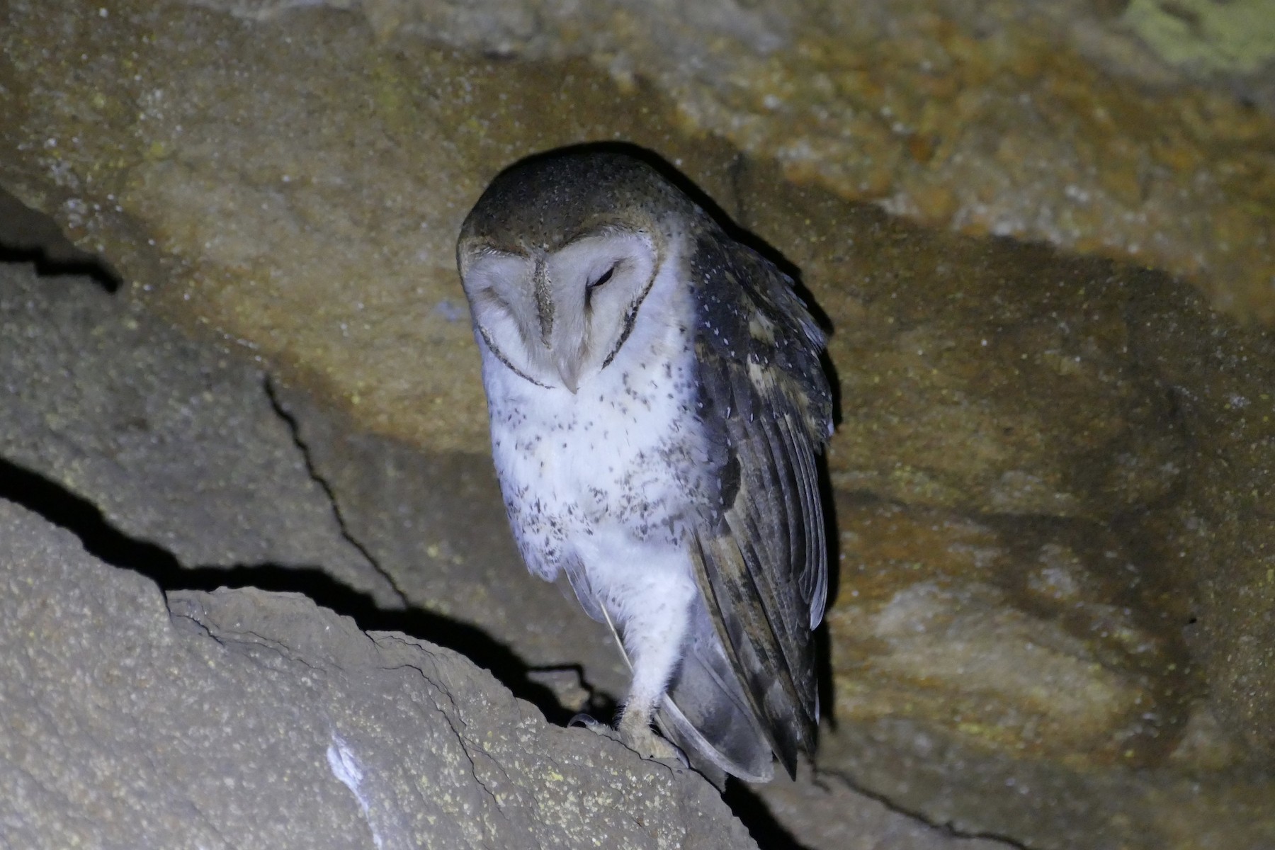 Barn Owl (Galapagos) - Peter Kaestner