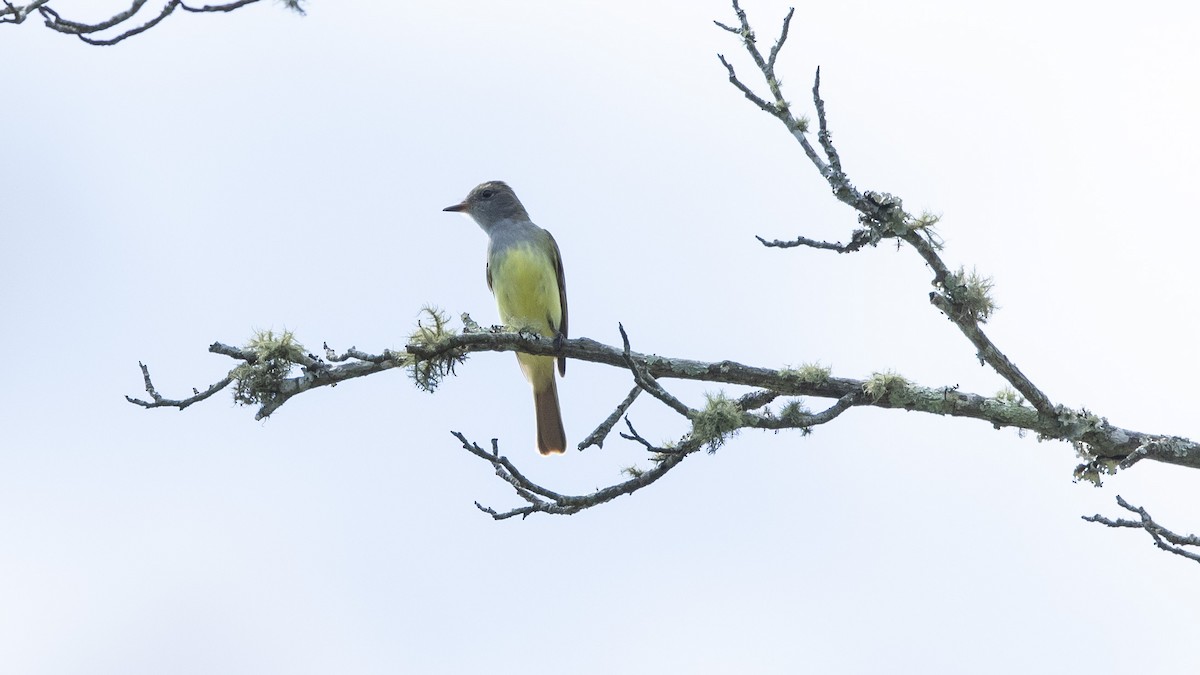 Great Crested Flycatcher - ML568411861