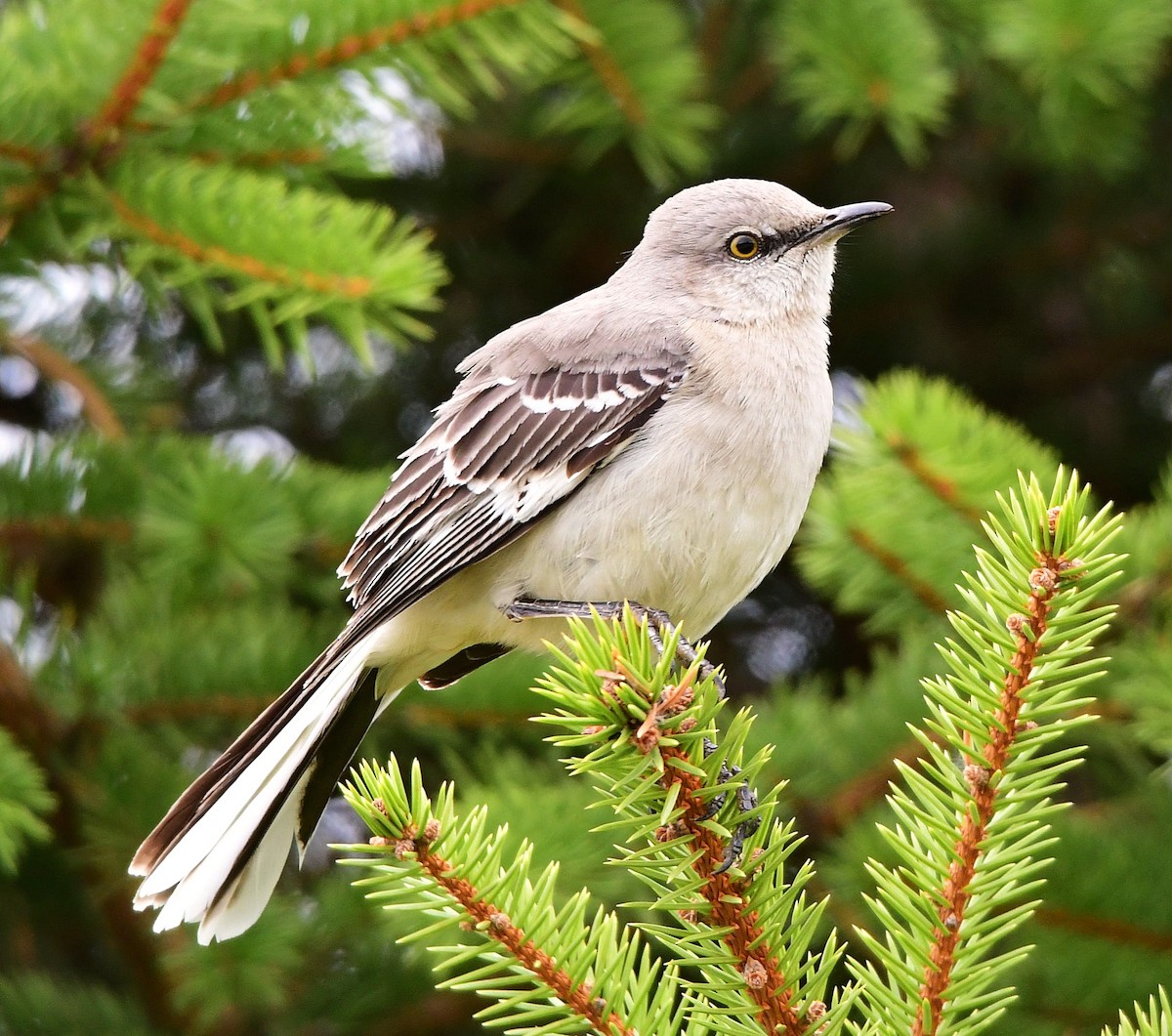 Northern Mockingbird - james arturo